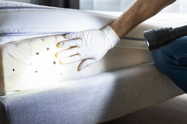 Best Termite Control Services  in Aho Falls, ID