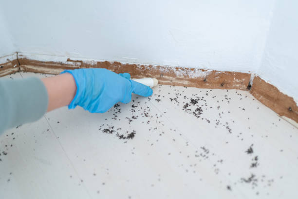 Best Affordable Pest Control Services  in Aho Falls, ID